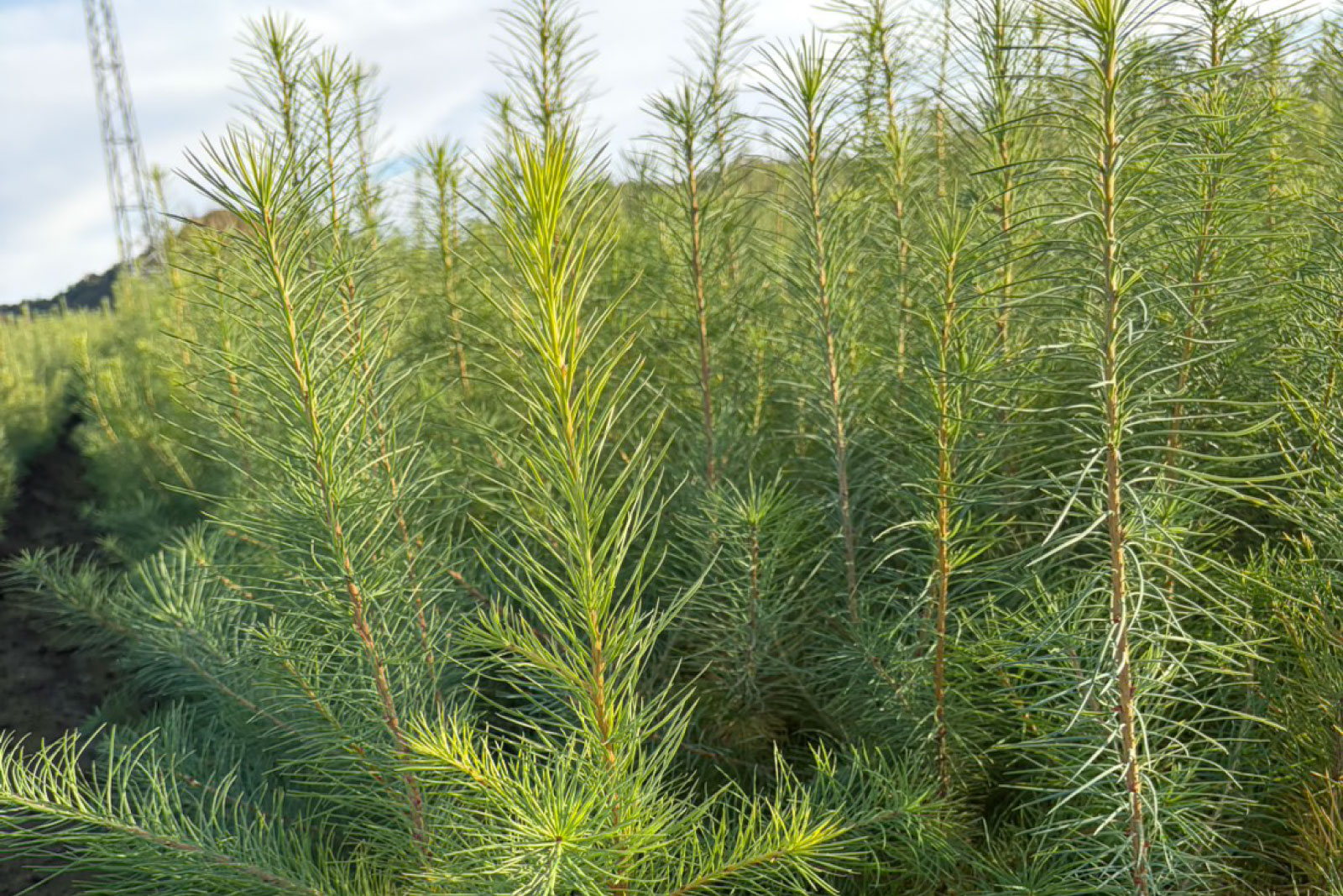 ギャラリー画像 3