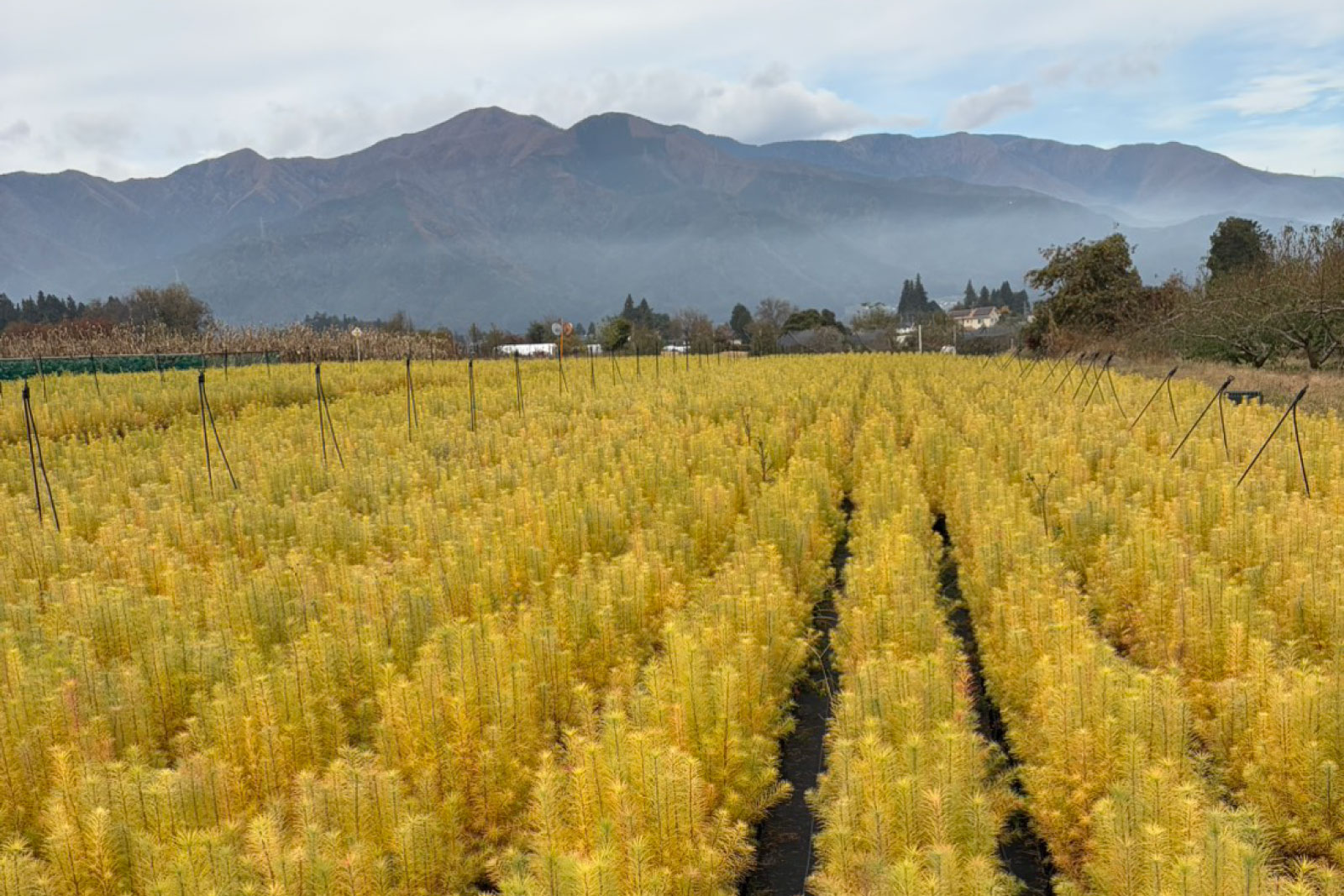 ギャラリー画像 4