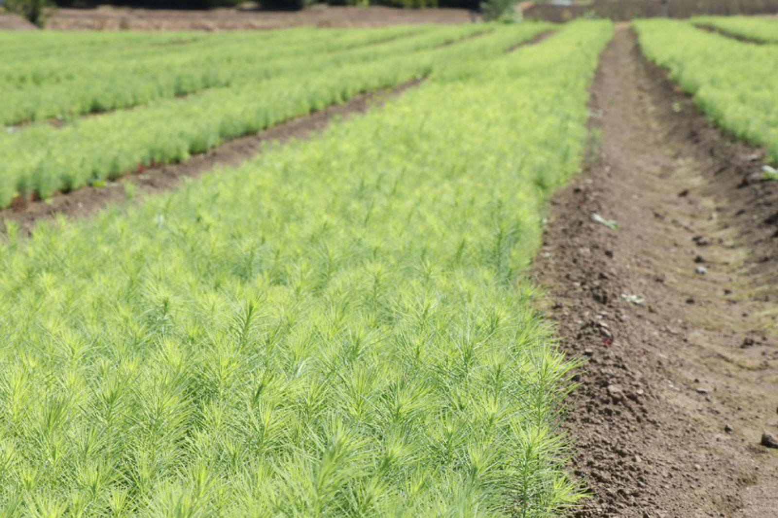 ギャラリー画像 6