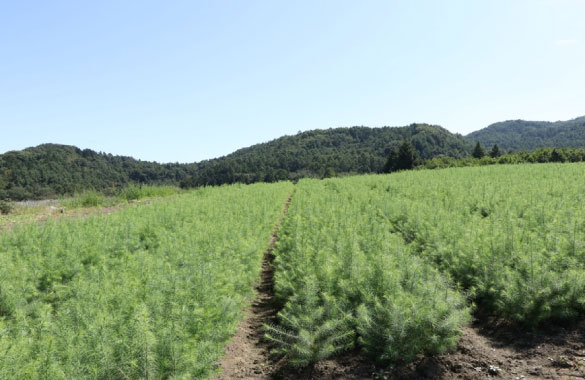 裸苗（スギ・ヒノキなど植林用）