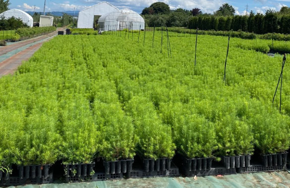 コンテナ苗（高活着率苗木）