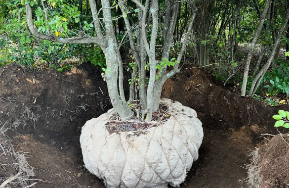 ソヨゴ株立（常緑樹・庭園用）