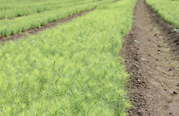 幼苗（育成初期段階）